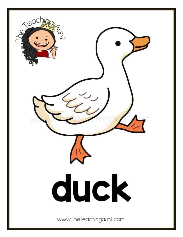 duck flashcard