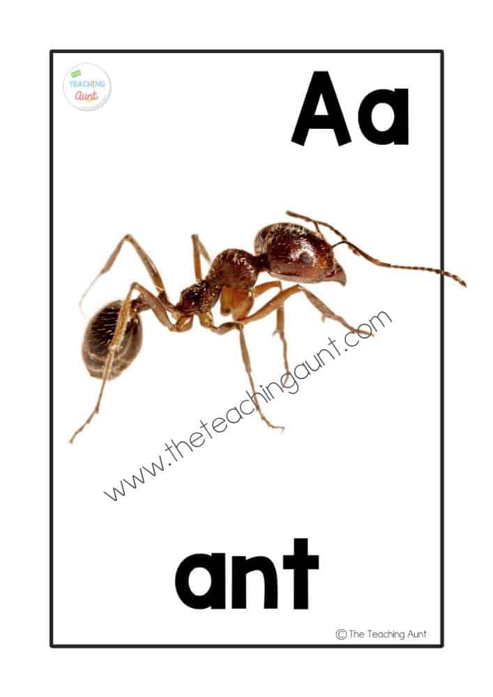 A for ant alphabet flashcards with real objects