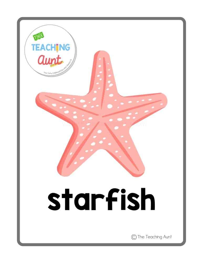 starfish Sea Animals Flashcards PDF